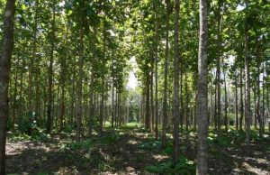 Cámara respaldó informe sobre planes de manejo forestal en los últimos diez años