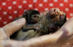 Extinción masiva de especies: sin biodiversidad, no sobreviviremos